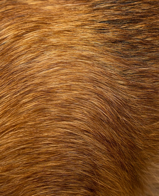 Texture di pelo di cane Pelliccia di cane rossa naturale per sfondi trame e sfondi Foto di alta qualità