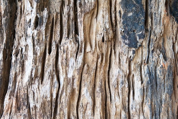 Texture di sfondo albero