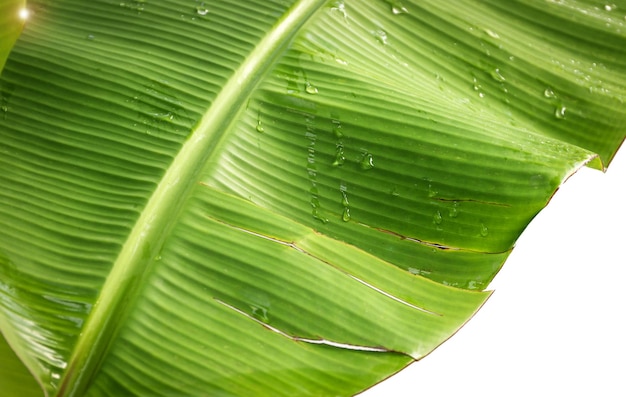 Texture di sfondo con foglie di banana verde lussureggiante e segni di strappo