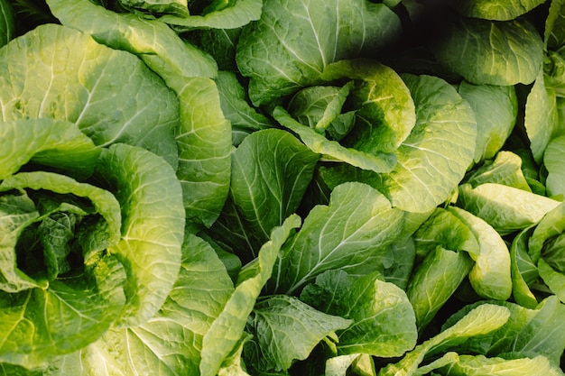 Texture di sfondo con foglie verdi di giovane lattuga