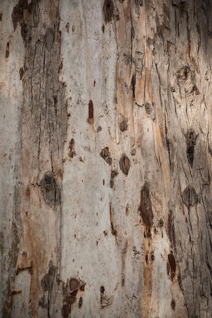 Texture di sfondo da corteccia di albero di eucalipto marrone invecchiato con strisce eco naturale immagine rustica