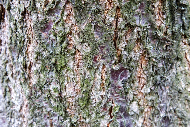 Texture di sfondo della corteccia di albero da frutto Albicocca