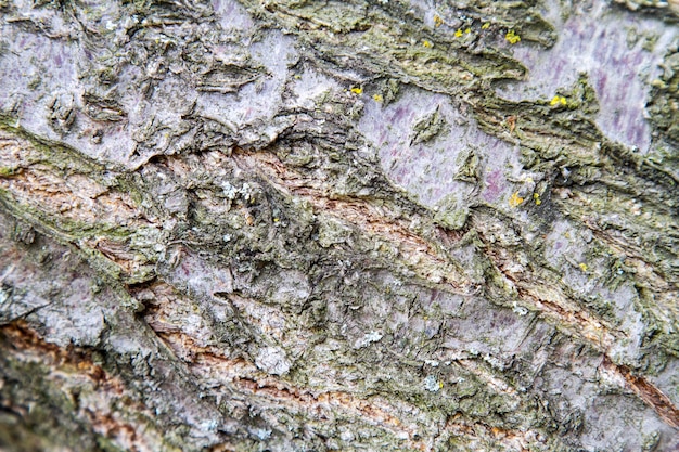 Texture di sfondo della corteccia di albero da frutto Albicocca