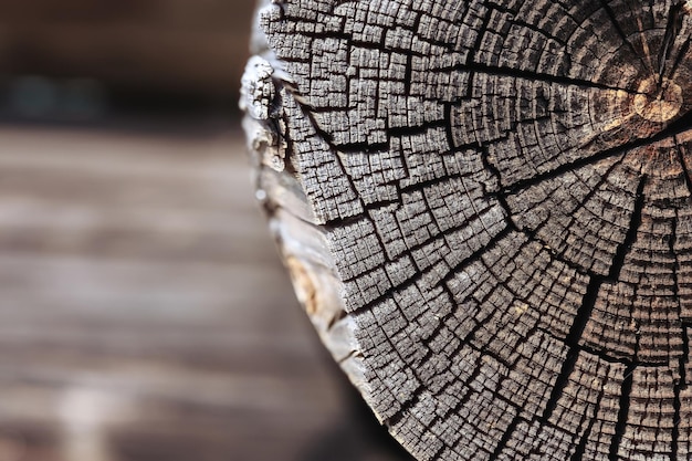 texture di sfondo di assi di legno tronchi corteccia