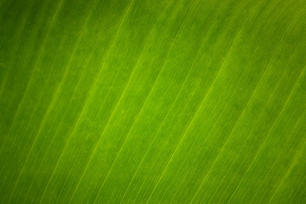 Texture di sfondo di foglia di banana fresca verde