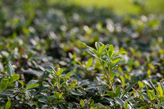 Texture di sfondo di un cespuglio di bosso fiorito verde con foglie rotonde closeup pianta da giardino buxus