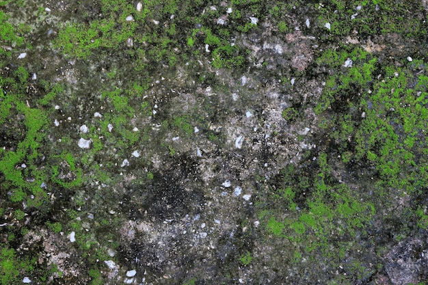texture di sfondo la superficie della vecchia lastra di cemento ricoperta di muschio o alghe