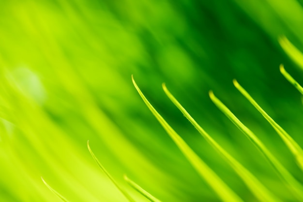 Texture di sfondo verde foglia struttura macrofotografia