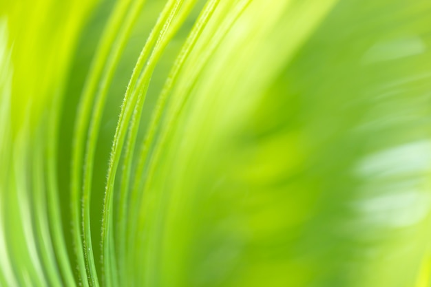 Texture di sfondo verde foglia struttura macrofotografia