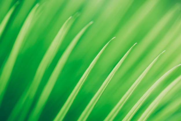 Texture di sfondo verde foglia struttura macrofotografia