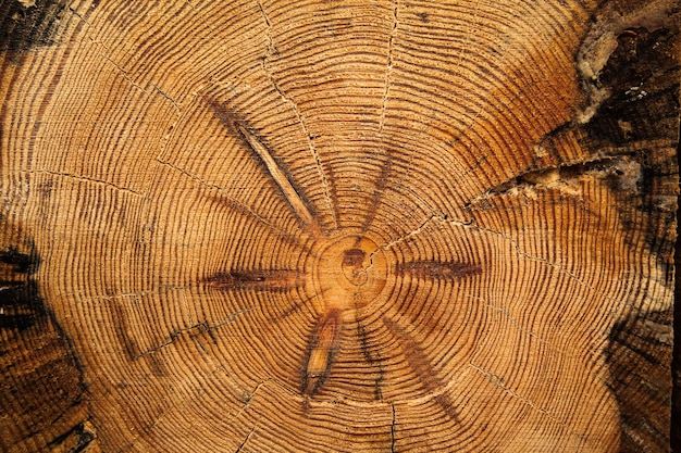 Texture di un albero tagliato con anelli annuali