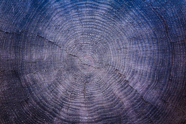 Texture di un albero tagliato con anelli annuali