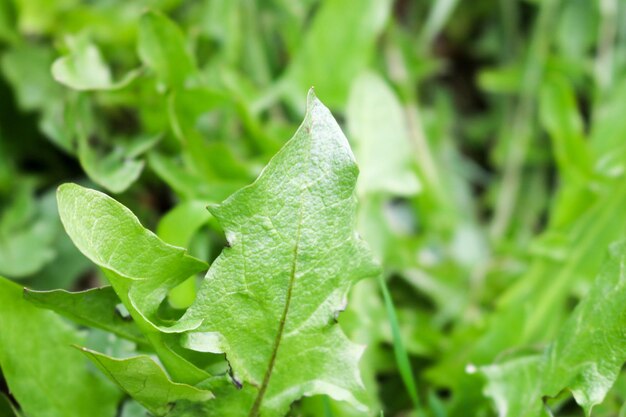 Texture di un dente di leone fresco verde della pianta foglie contro uno sfondo di erba