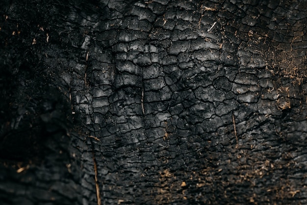 Texture di una corteccia di albero bruciato