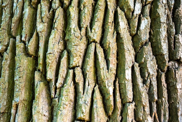 Texture di vecchia quercia per lo sfondo