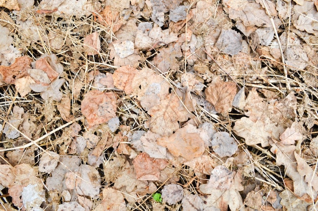 Texture di vecchie foglie autunnali cadute secche e piccoli bastoncini marci e sottili cannucce di ramoscelli