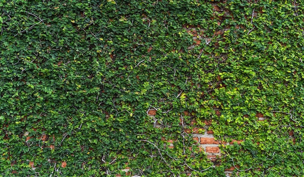 Texture di vecchio muro di mattoni arancioni grandi e foglie di vite verdi che crescono naturalmente sullo sfondo