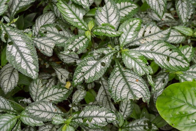 Texture e superficie della pianta selvatica foglia verde sulla foresta tropicale