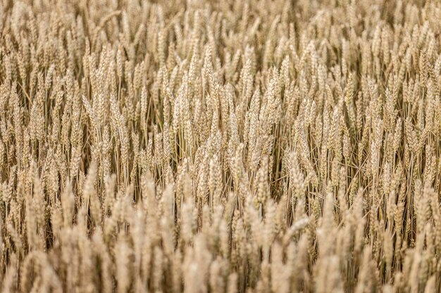 Texture estiva del campo di grano maturo