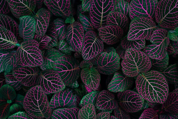 Texture foglia colorata per sfondo viola neon con fittonia albivenis di colore verde smeraldo scuro