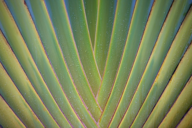 Texture foglia tropicale, grande fogliame di palma natura sfondo verde.