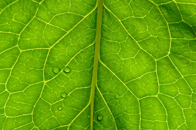 Texture foglia verde con gocce d'acqua da vicino