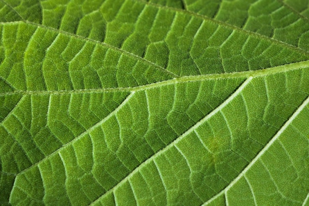 texture foglia verde primo piano sfondo naturale