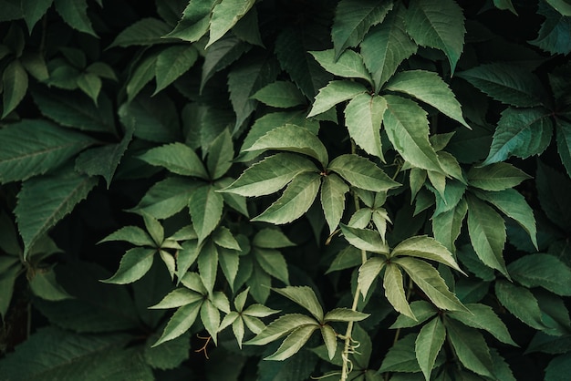 Texture foglia verde, sfondo texture foglia. La consistenza naturale delle foglie di uva selvatica, parete verde ricoperta di foglie di vite