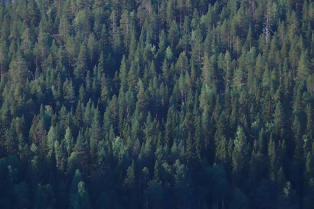 texture foresta di conifere vista dall'alto / paesaggio foresta verde, taiga picchi di abeti