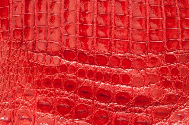 Texture in pelle di coccodrillo rosso.