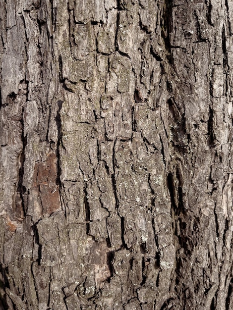 Texture in rilievo della corteccia dell'albero Modello di sfondo naturale della corteccia dell'albero