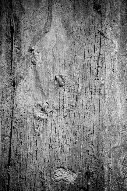 Texture legno vecchio.