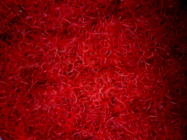 Texture macro di tessuto per tappeti domestici rosso e oro adatto per lo sfondo della carta da parati