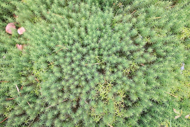 texture muschio vista dall'alto macro