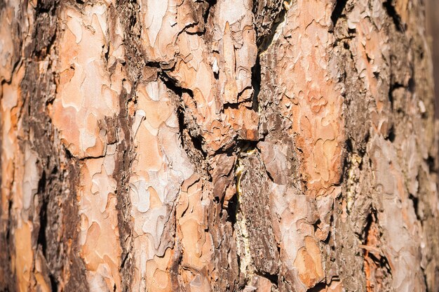 Texture naturale di corteccia di pino. Sfondo naturale della corteccia di un primo piano dell'albero di Natale.