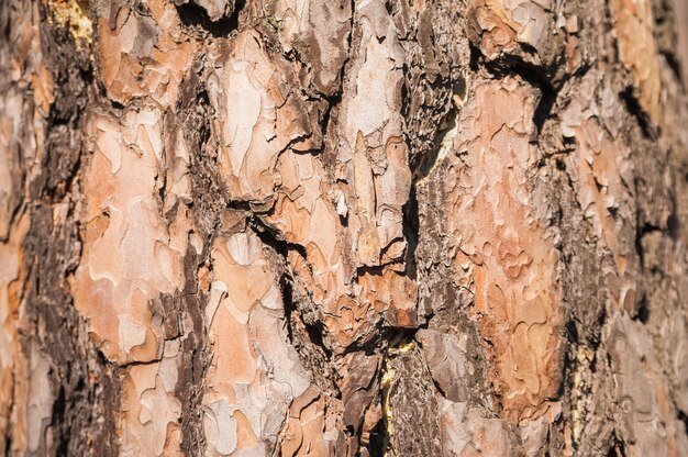 Texture naturale di corteccia di pino. Sfondo naturale della corteccia di un primo piano dell'albero di Natale.