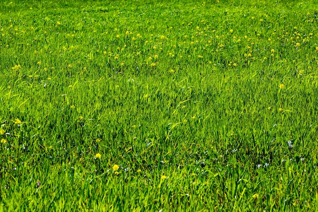 Texture naturale di erba verde