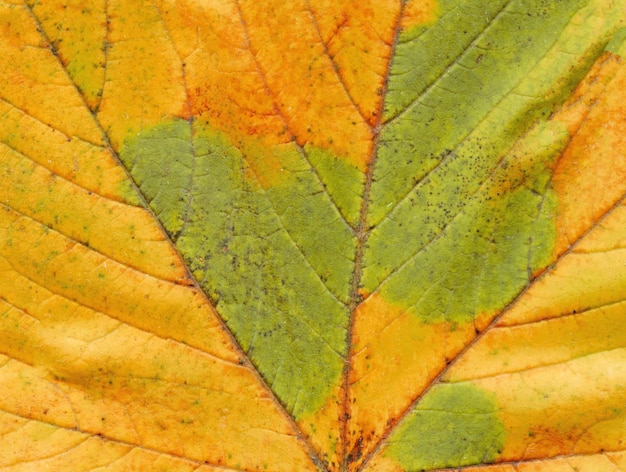 Texture sfondo foglia d'autunno Trama del fogliame di caduta