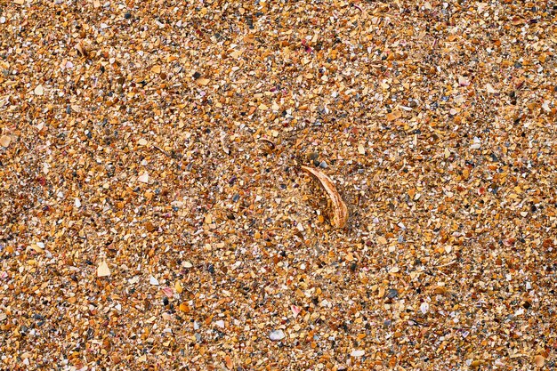 Texture spiaggia di conchiglie di conchiglie rotte e ciottoli su una spiaggia sabbiosa Vista dall'alto sfondo nautico estivo o banner pubblicitario