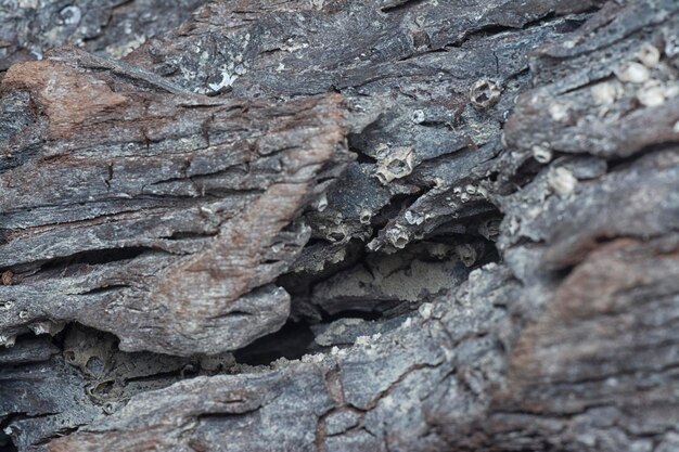 texture superficiale da vicino di un blocco secco di legno galleggiante