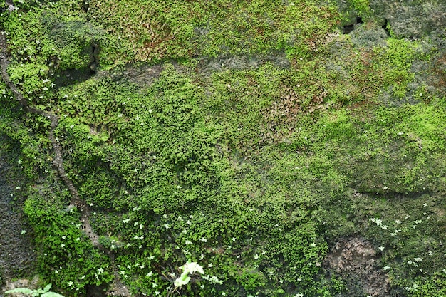 texture verde muschio Moss sfondo Verde muschio su sfondo texture grunge Banner web lungo