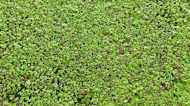Texture verdi naturali Lemna perpusilla Torrey Texture di Duckweed comune
