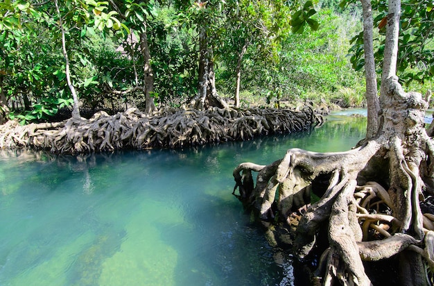 Tha Pom Klong Song Nam a Krabi a Krabi, Tailandia