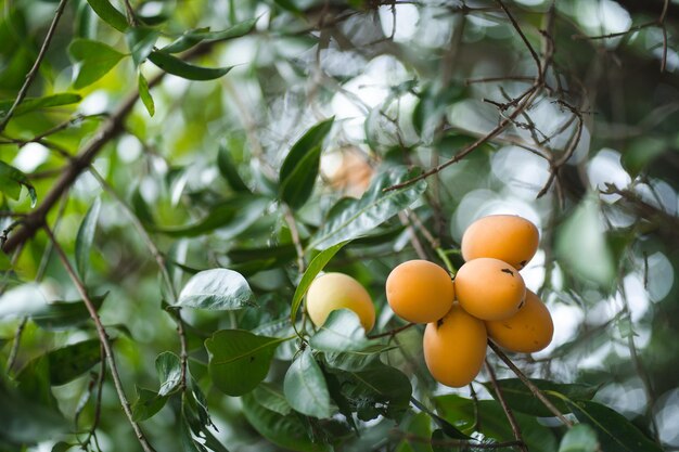 Thai Plango frutta prugna mariana o Boueaburmanica Griff frutta tropicale chiamando Ma Yong Chid nel frutteto naturale campo giardino biologico prodotto naturale