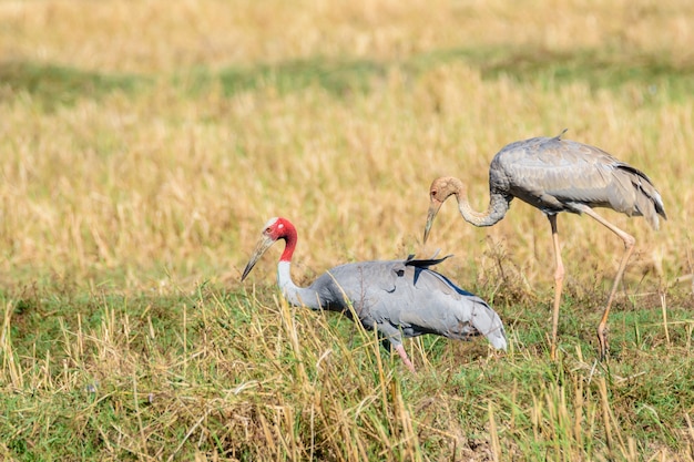 Thai Sarus cranes, madre e il suo pulcino, foraggiamento in zone incolte, Buriram,