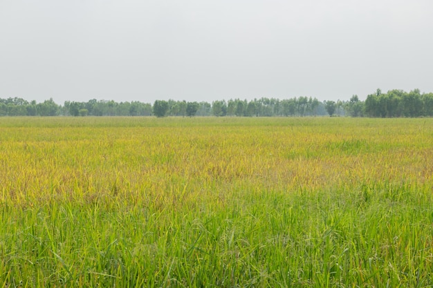 Thailandia tradizionale coltivazione del riso. Paesaggio di coltivazione del riso in autunno. Campo di riso e il cielo. semi di riso tailandese in un orecchio di risaia. Bellissimo campo di riso e spiga di riso Mattina sole contro nuvole e cielo.