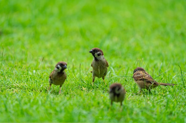 Thailandia uccellino passero marrone nel giardino e nel parco.