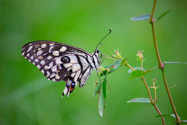 The Common Lime Butterfly