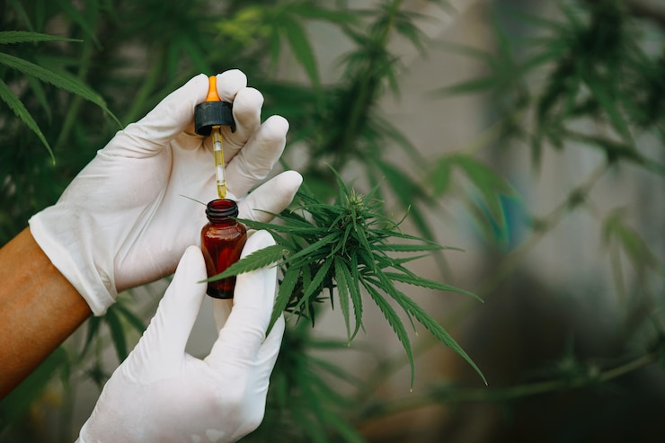 The expert holding a bottle CBD of hemp oil Medical marijuana products.