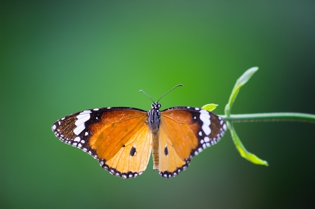 The Plain Tiger Butterfly